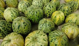 面瓜可以吃吗,美味还是禁忌？探究其可食用性